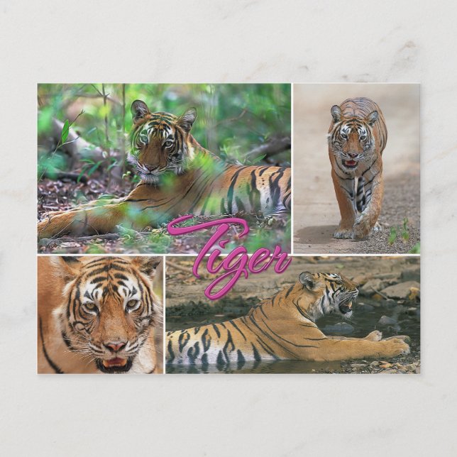 Tiger Postcard (Front)