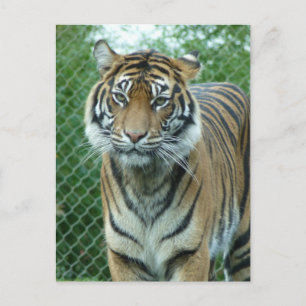 Tiger Postcard