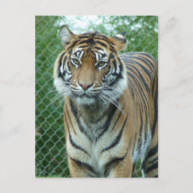 Tiger Postcard (Front)