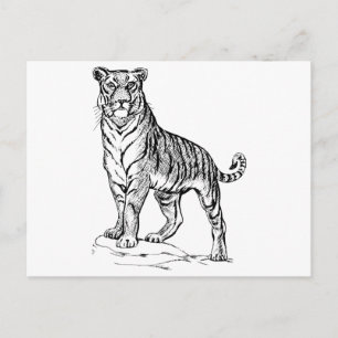 Tiger Postcard