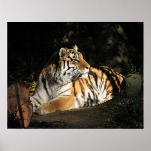 Tiger Poster