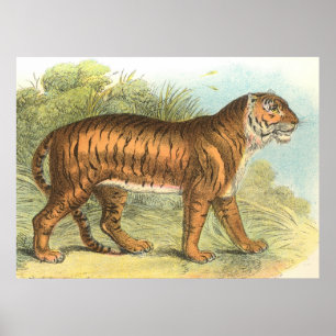 Tiger Poster