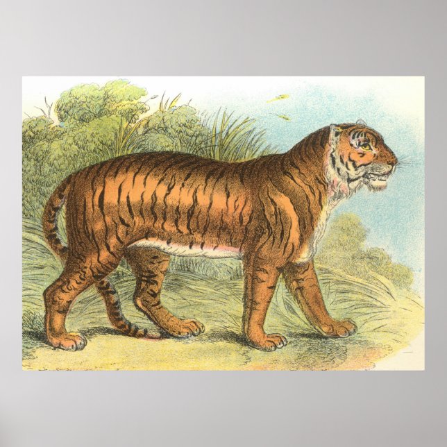 Tiger Poster (Front)