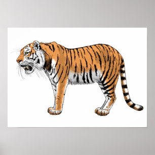 Tiger Poster