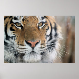 Tiger Poster