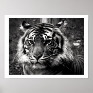 Tiger Poster