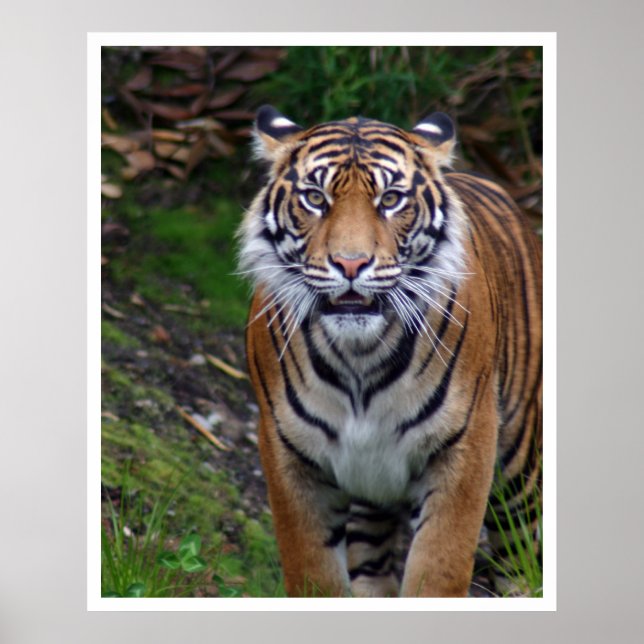 Tiger Poster (Front)