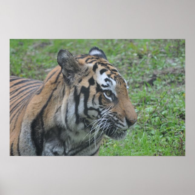 Tiger Poster (Front)