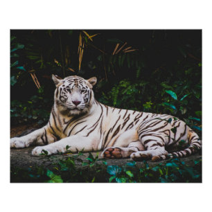 Tiger Poster