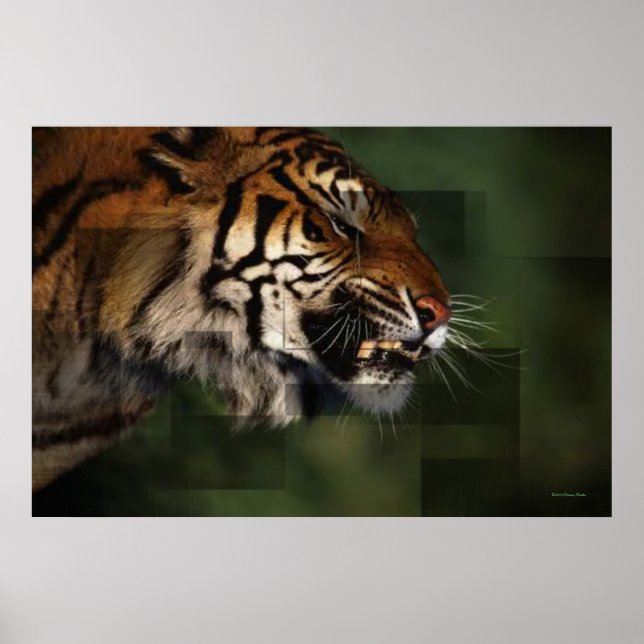 Tiger Print (Front)