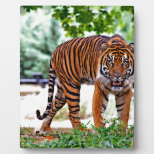 tiger print cat custom personalise Anniversaries Plaque