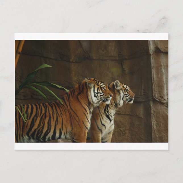 tiger print cat custom personalise Anniversaries Postcard (Front)