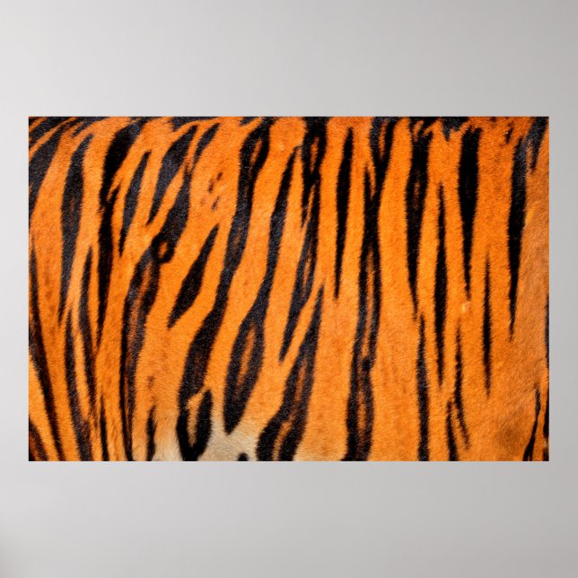 Tiger print texture (Front)