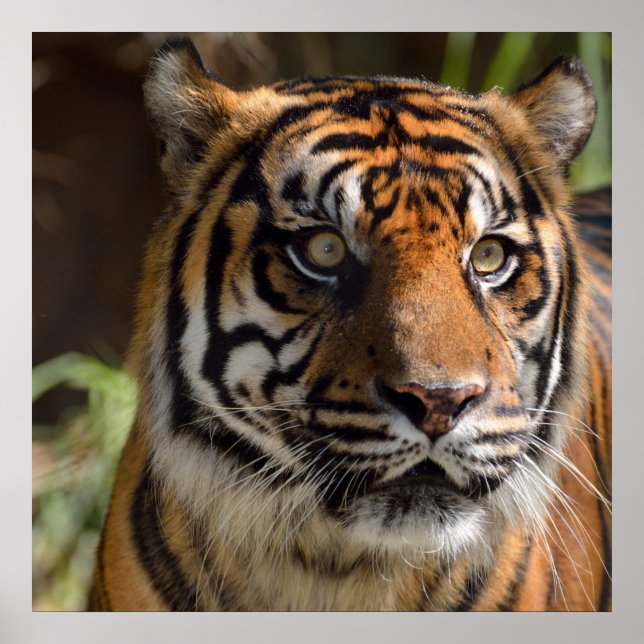 Tiger Profile Poster (Front)