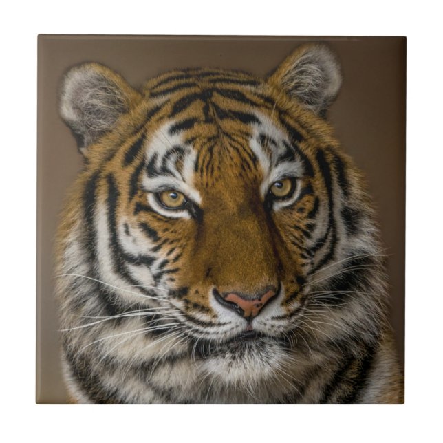 Tiger Profile Tile (Front)