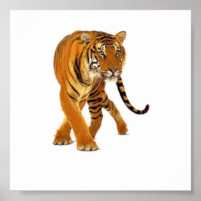 Tiger Prowl Poster (Front)