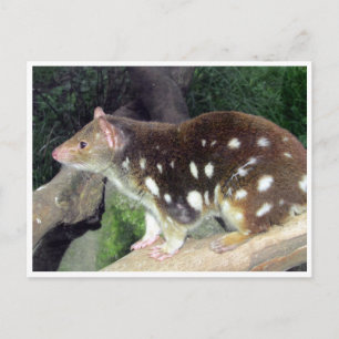 tiger quoll postcard