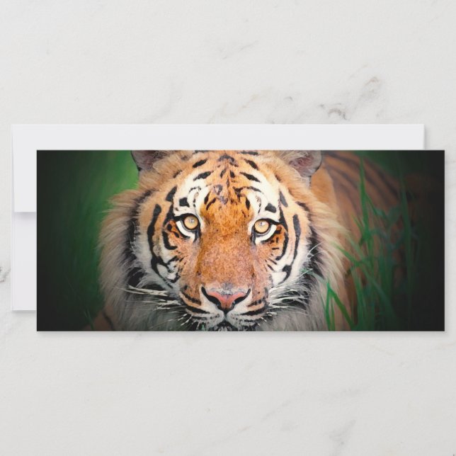 Tiger Rack Card (Front)
