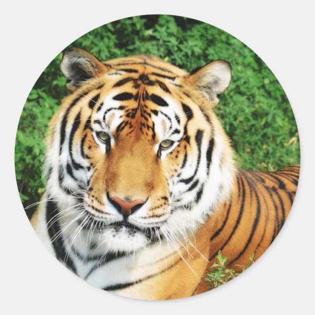 Tiger Relaxing Classic Round Sticker (Front)