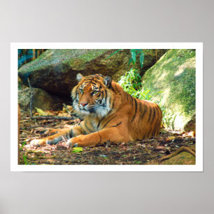 Tiger Resting by Rocks Poster
