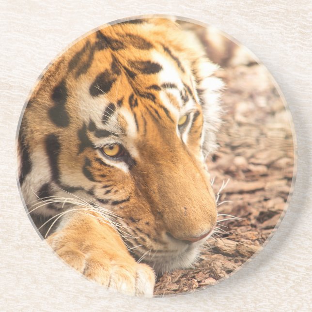 Tiger resting coaster (Front)