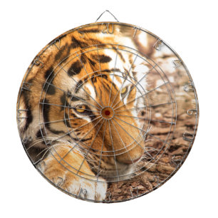 Tiger resting dartboard