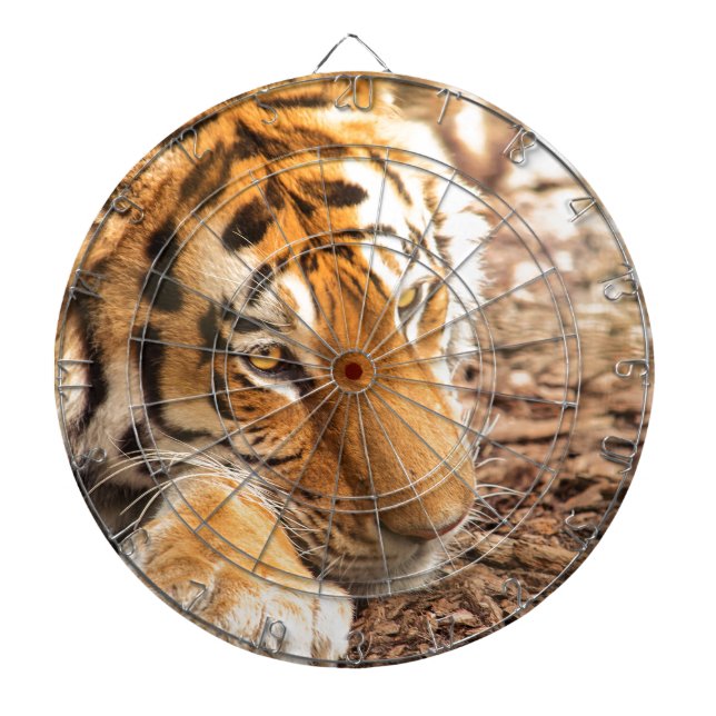 Tiger resting dartboard (Front)