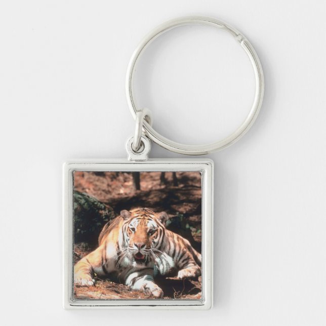Tiger resting key ring (Front)