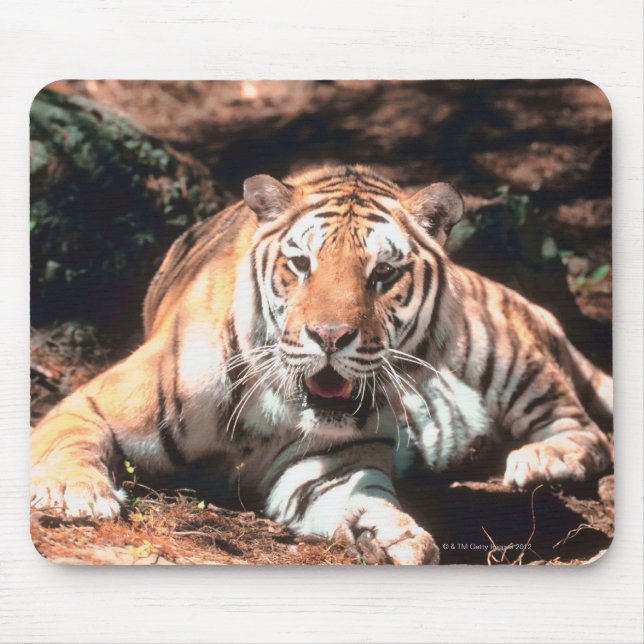 Tiger resting mouse mat (Front)
