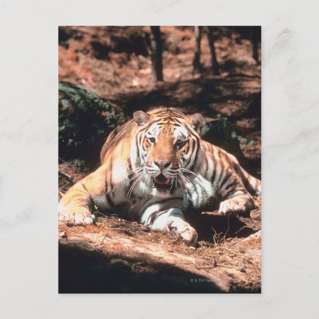 Tiger resting postcard (Front)