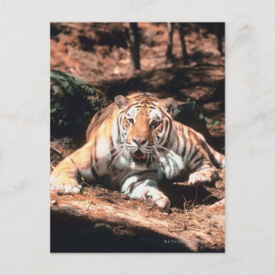 Tiger resting postcard