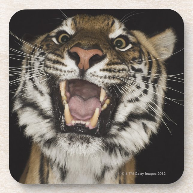 Tiger roaring 2 coaster (Front)