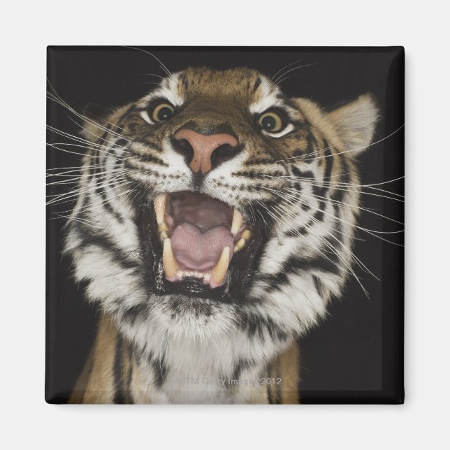 Tiger roaring 2 magnet (Front)