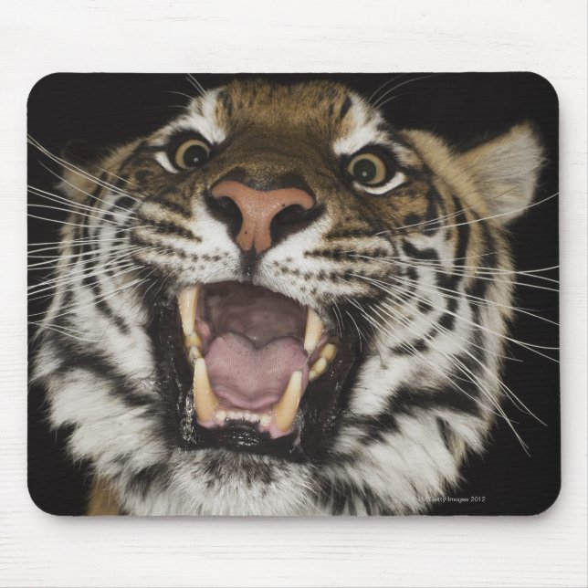 Tiger roaring 2 mouse mat (Front)