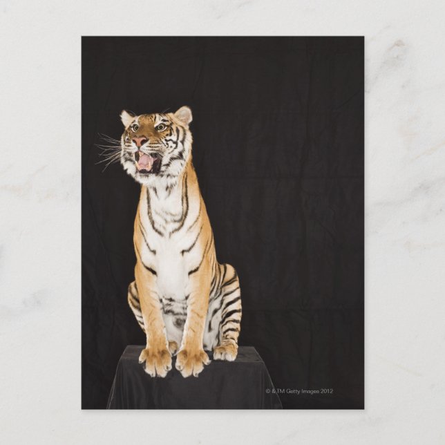 Tiger roaring postcard (Front)