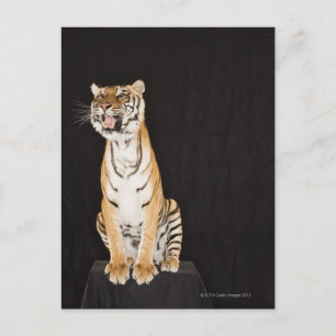 Tiger roaring postcard