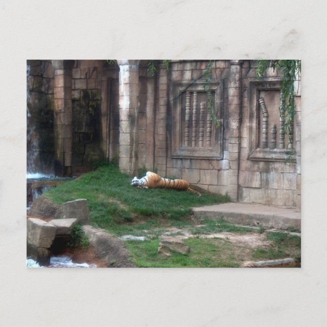 Tiger Roll Postcard (Front)