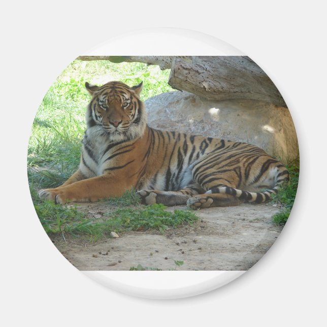 Tiger, Royal Bengal Tiger Magnet (Front)