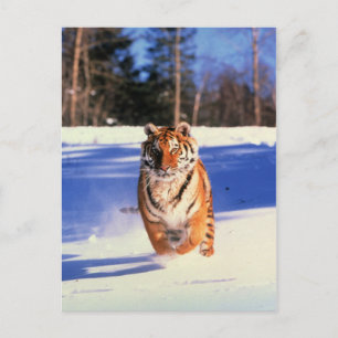 Tiger running in snow colour photograph postcard