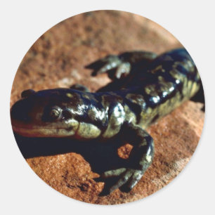 Tiger salamander classic round sticker