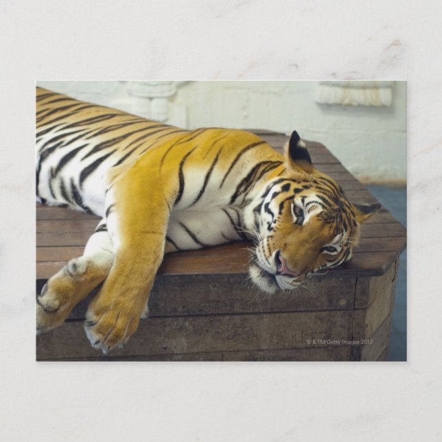 Tiger, Samui, Thailand Postcard (Front)