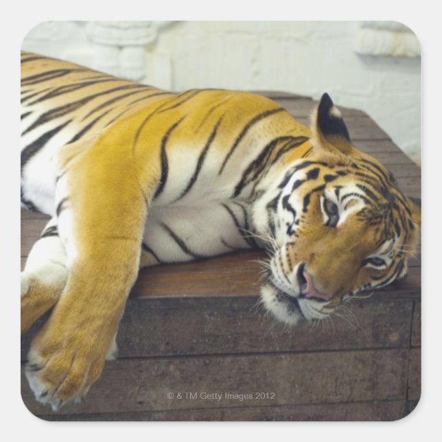 Tiger, Samui, Thailand Square Sticker (Front)