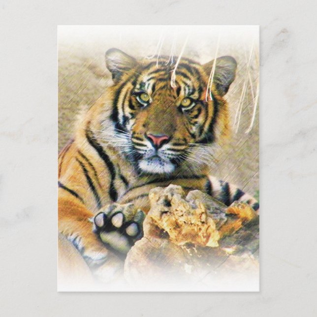 Tiger,Seeking_ Postcard (Front)
