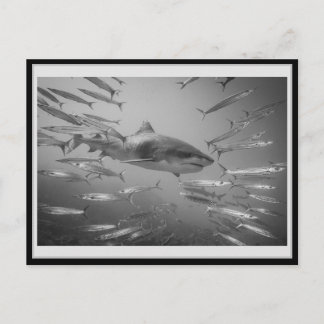 Tiger Shark 001 Carte postale タイガーシャーク Postcard