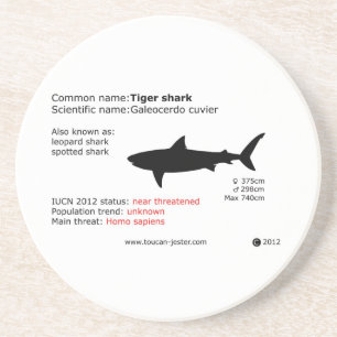 Tiger shark coaster