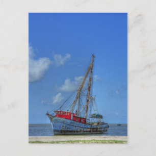 Tiger Shark Postcard