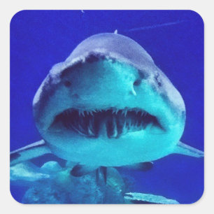 Tiger Shark Square Sticker