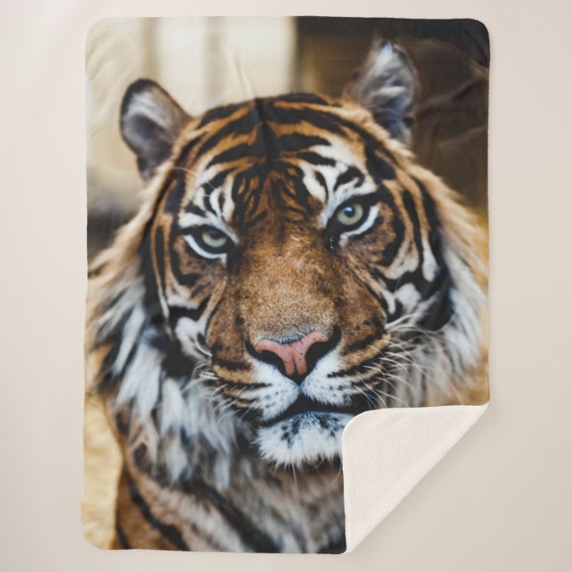 TIGER SHERPA BLANKET (Front)
