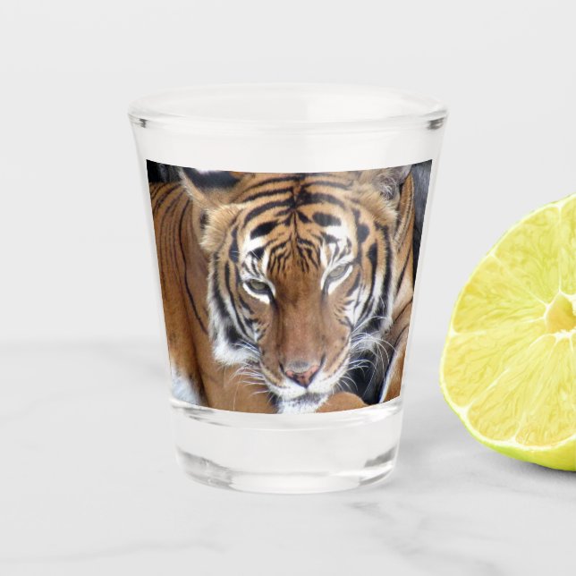 Tiger Shot Glass (Front)
