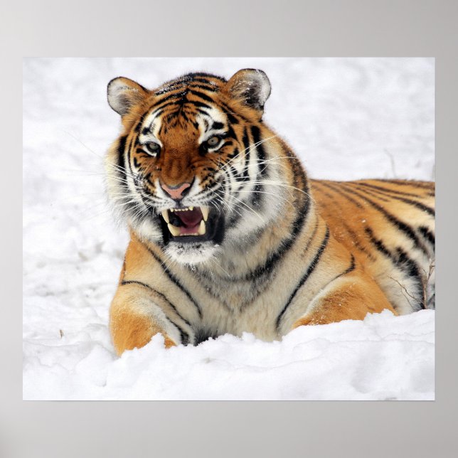 Tiger Showing His Fangs While Laying On Snow Poster (Front)